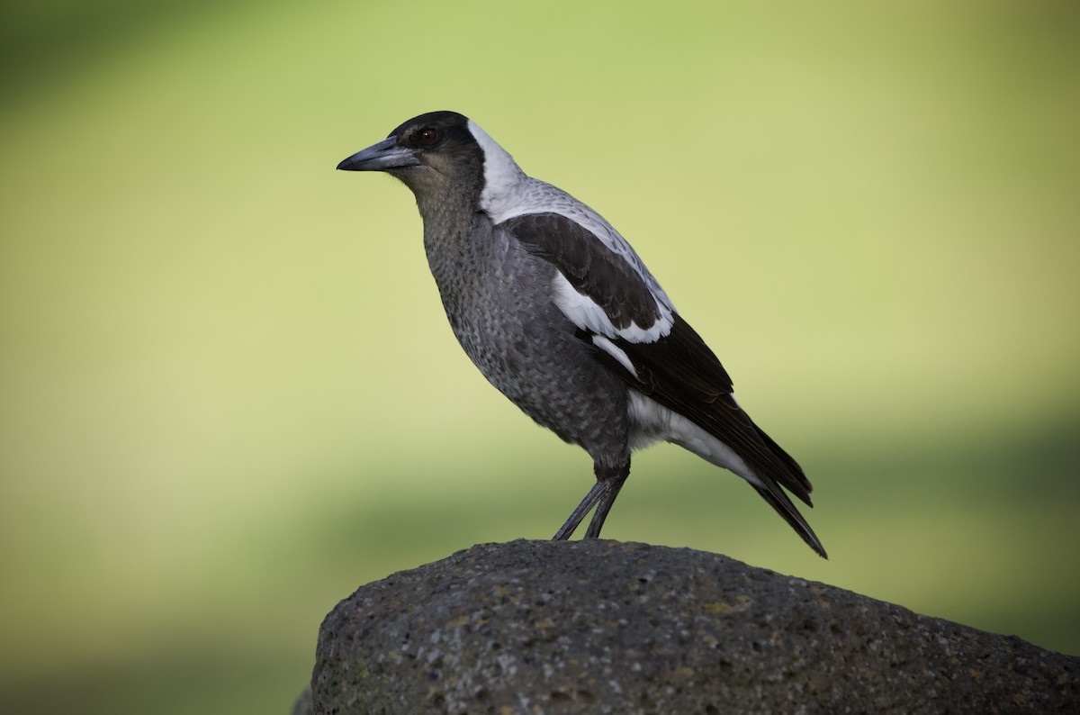 Australian Magpie (White-backed) - ML638530205