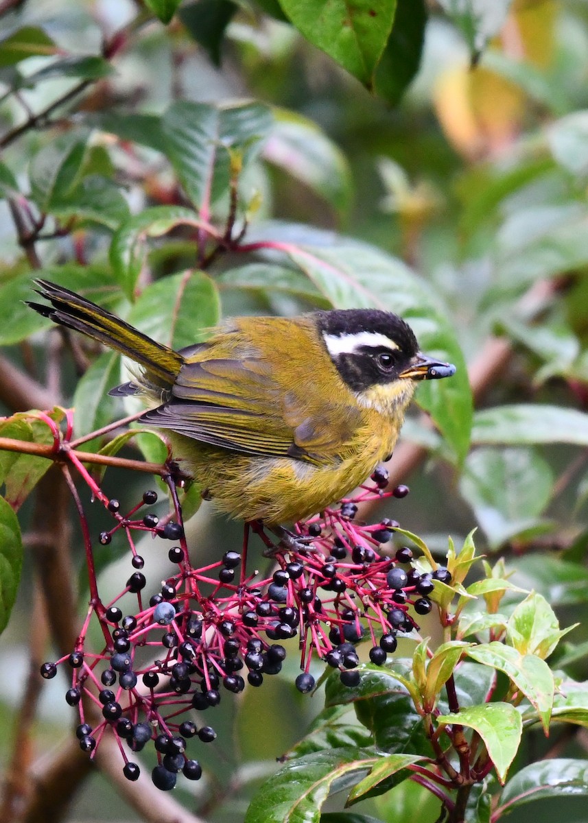 Sooty-capped Chlorospingus - ML638530218