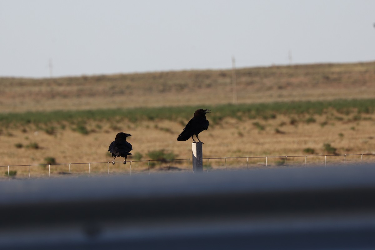 Brown-necked Raven - ML638530231