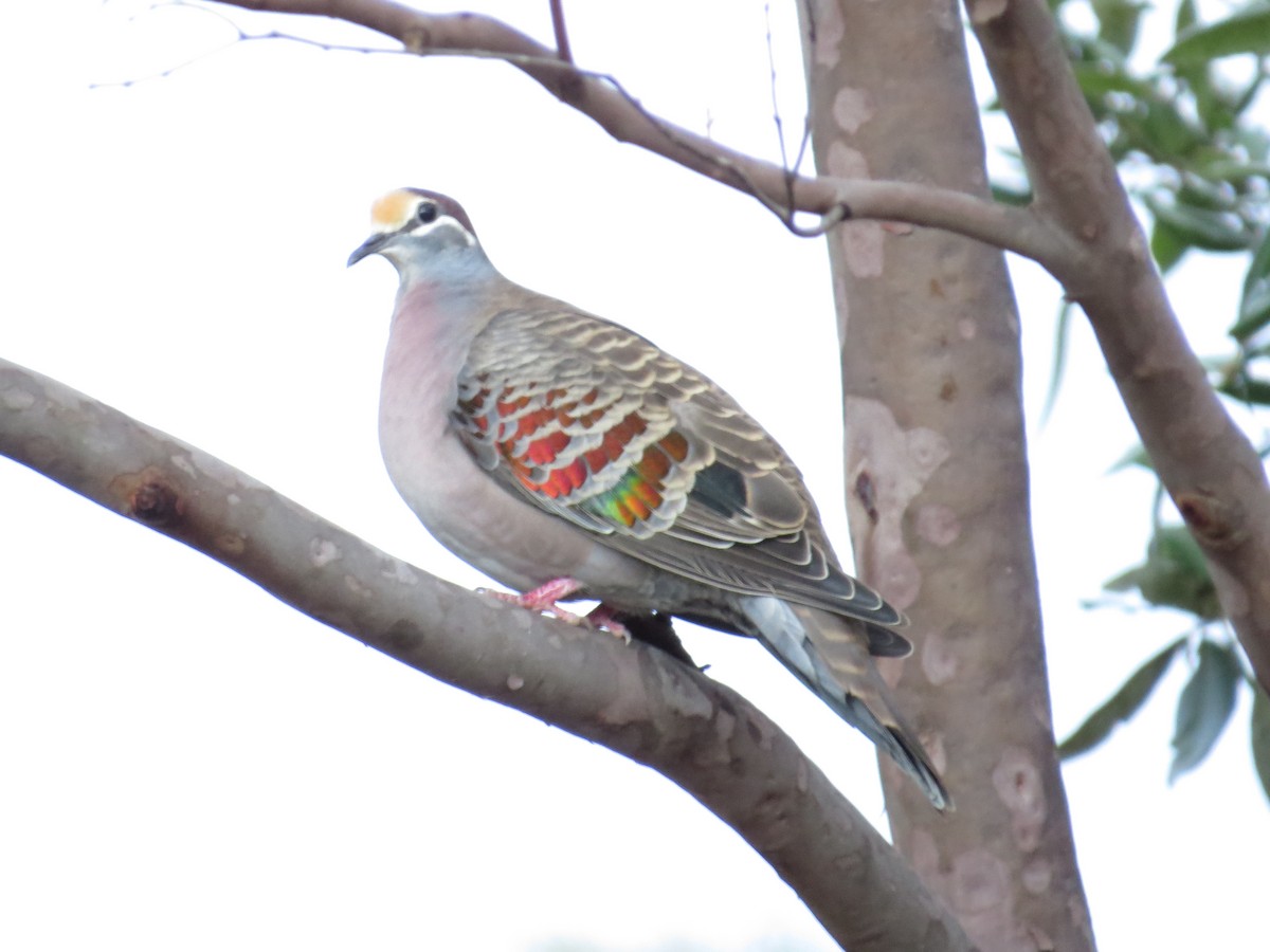 Common Bronzewing - ML638530250
