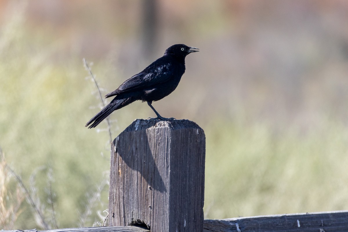 Brewer's Blackbird - ML638530252