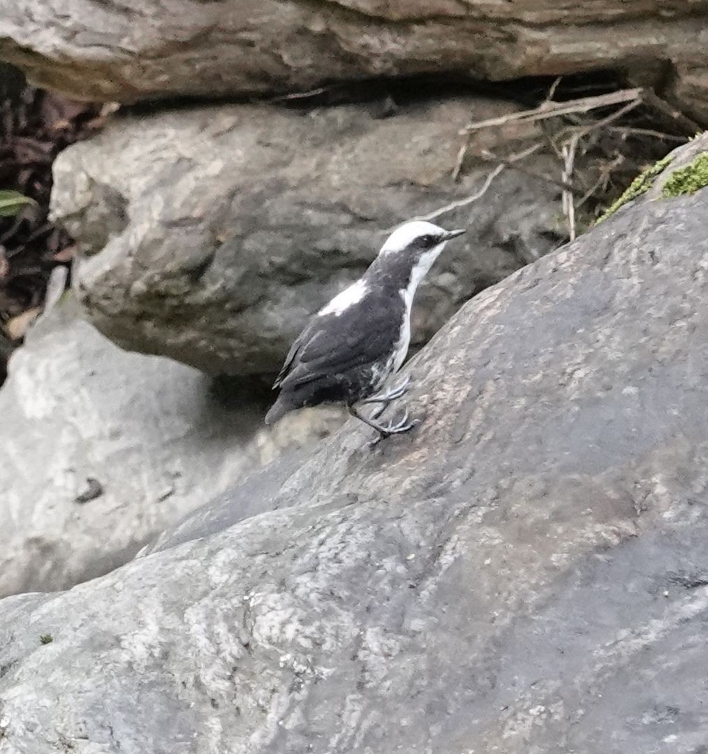 White-capped Dipper - ML638530259