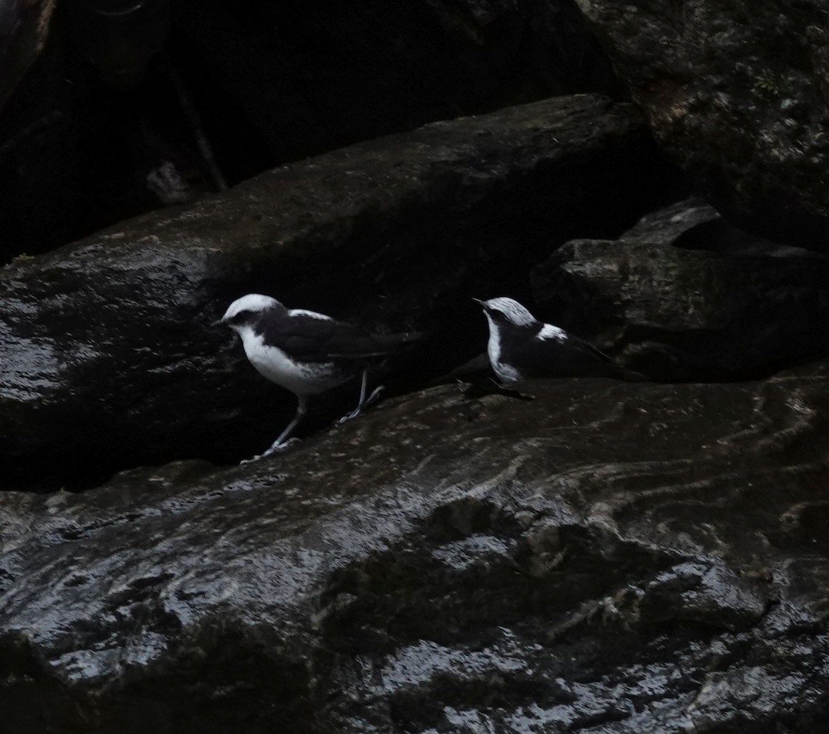 White-capped Dipper - ML638530260