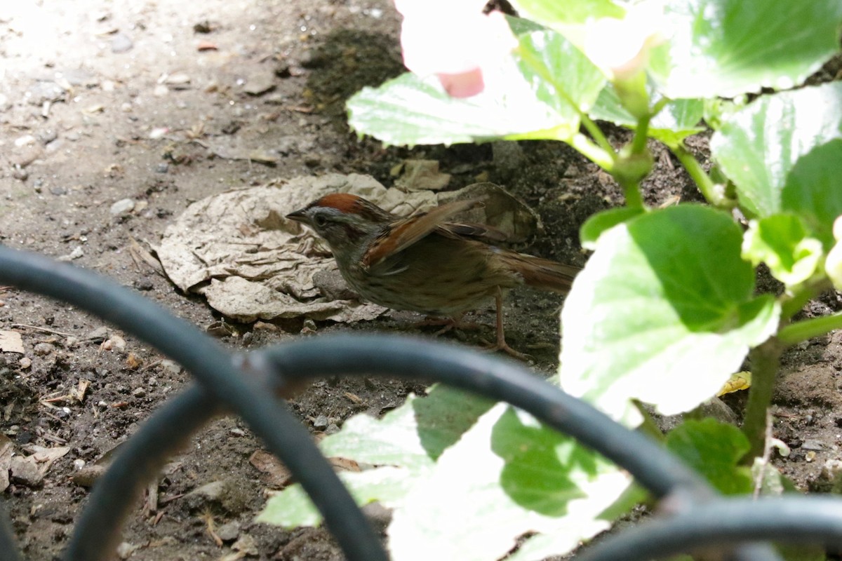 Swamp Sparrow - ML638530272