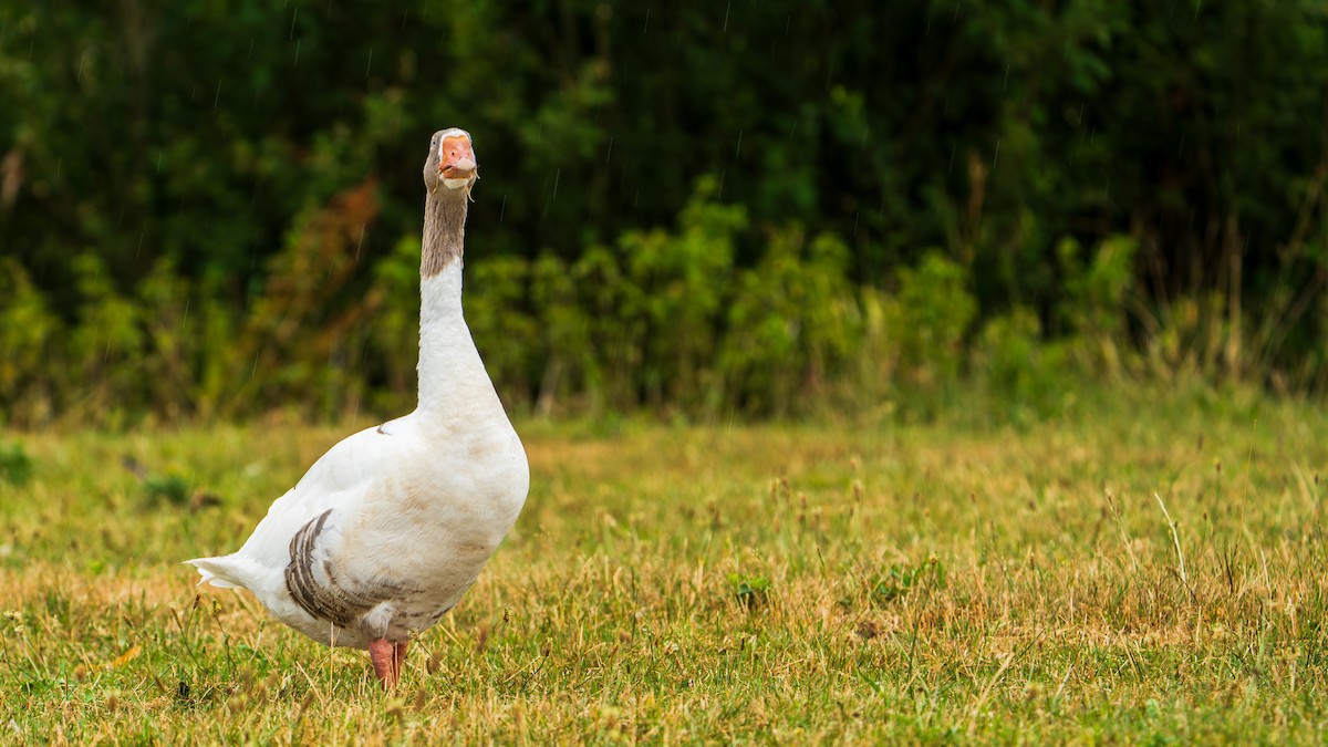 Graylag Goose (European) - ML638530283