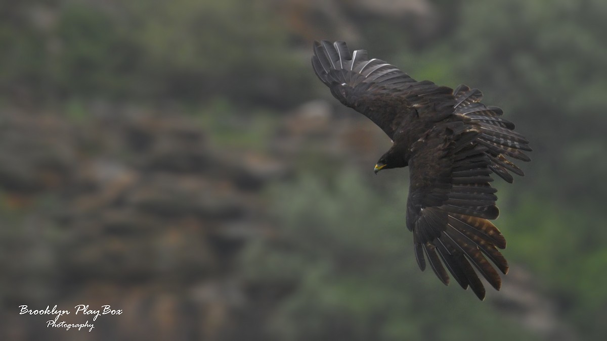 Black Eagle - ML638530287