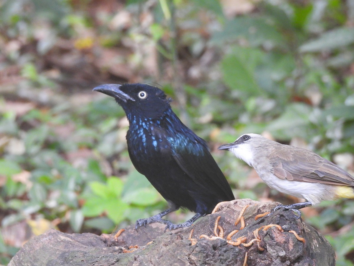 Hair-crested Drongo - ML638530328