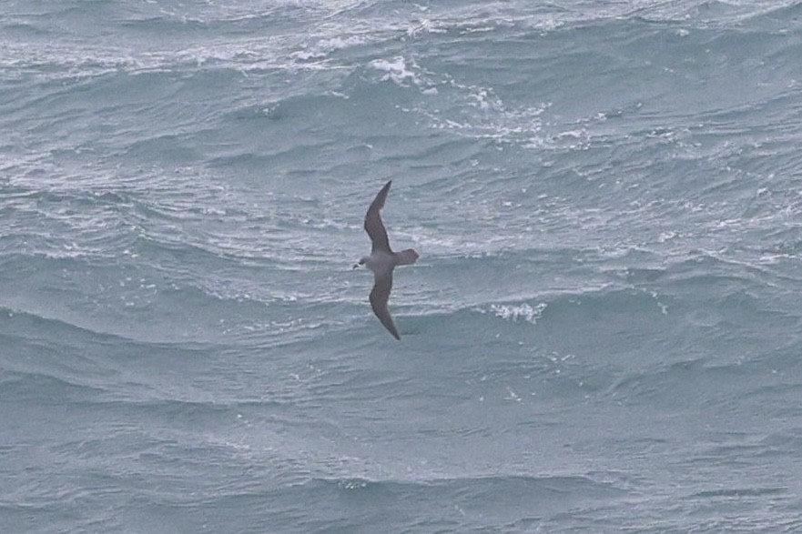Soft-plumaged Petrel - ML638530351
