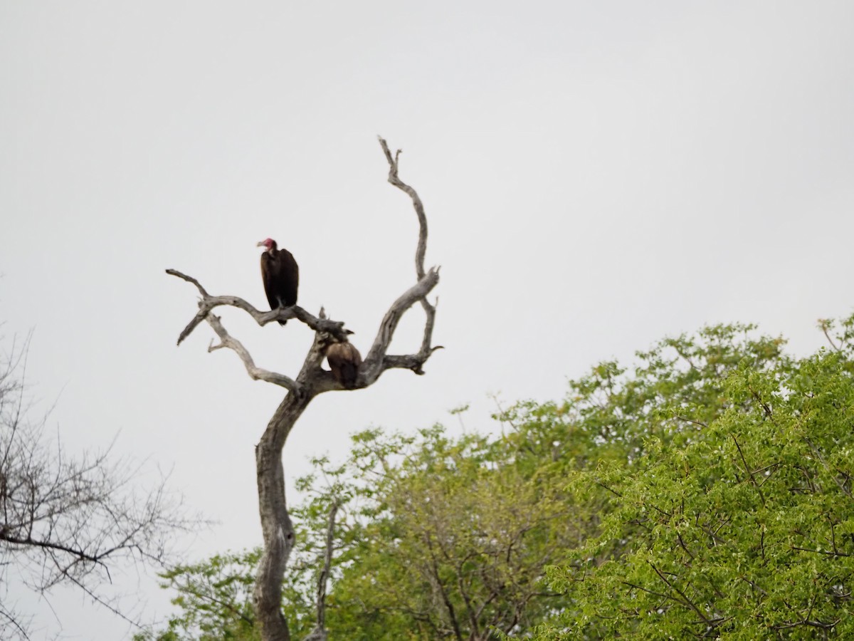 Lappet-faced Vulture - ML638530360
