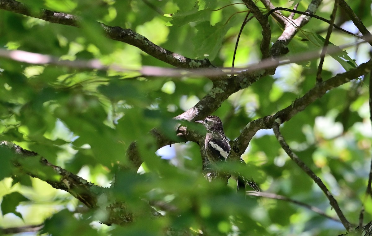 Yellow-bellied Sapsucker - ML638530387