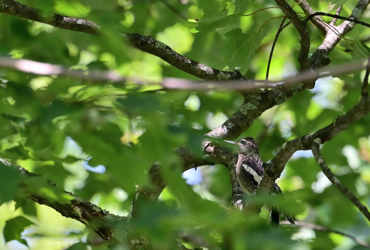 Yellow-bellied Sapsucker - ML638530388