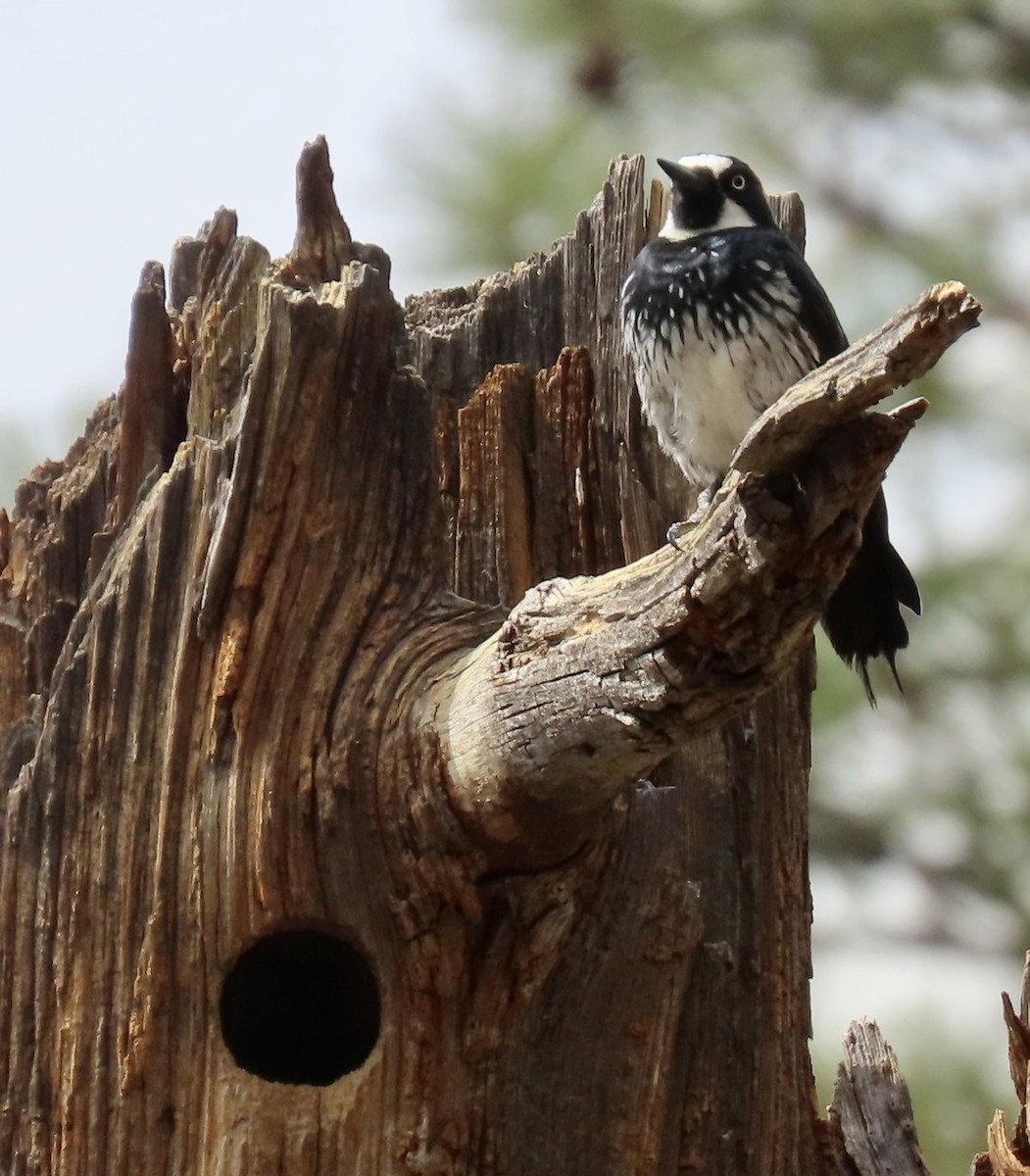 Acorn Woodpecker - ML638530408