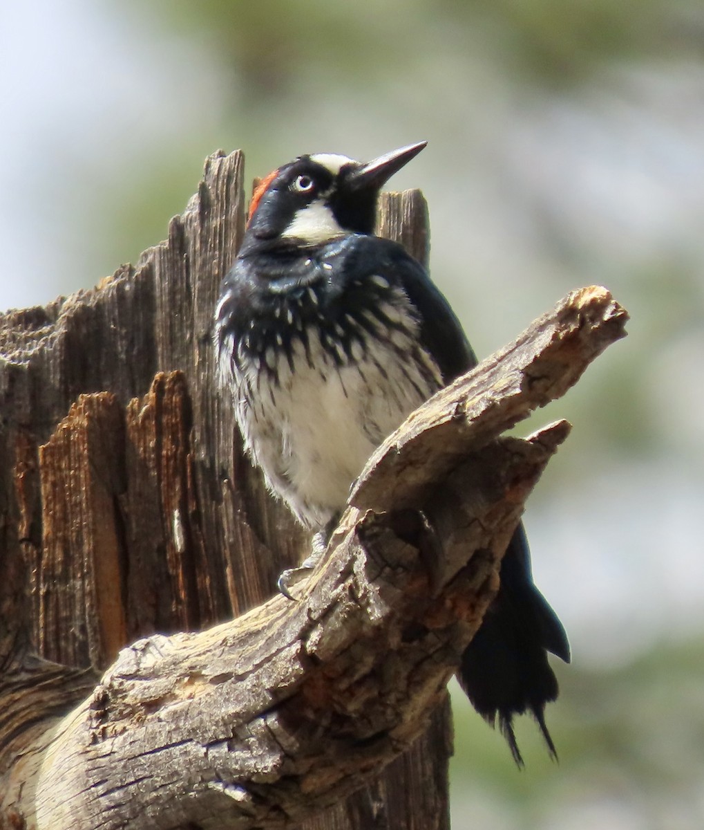 Acorn Woodpecker - ML638530409