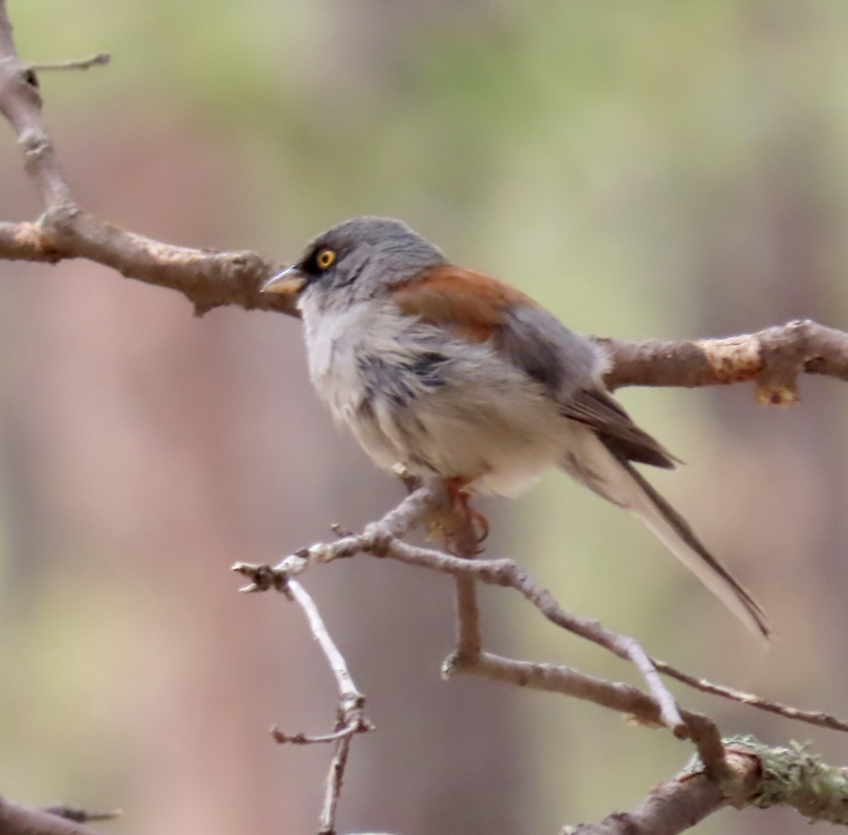 Yellow-eyed Junco - ML638530411