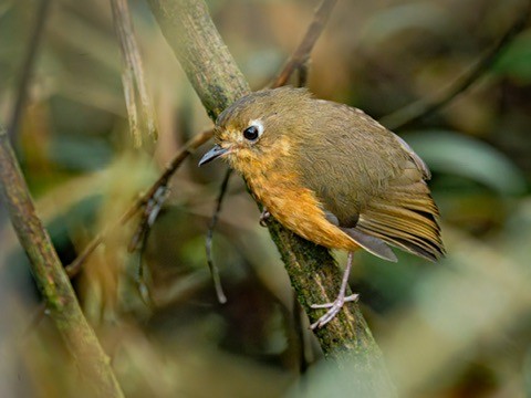 Leymebamba Antpitta - ML638530417