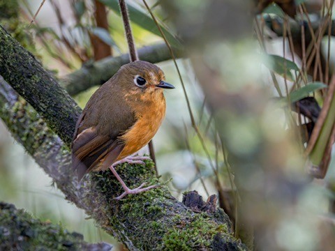 Leymebamba Antpitta - ML638530419
