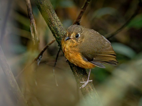 Leymebamba Antpitta - ML638530420
