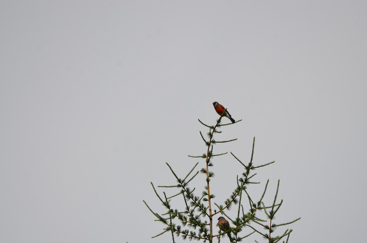 Gray-headed Bullfinch - ML638530473