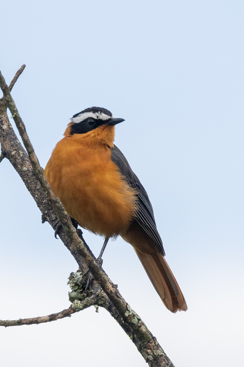 White-browed Robin-Chat - ML638530514