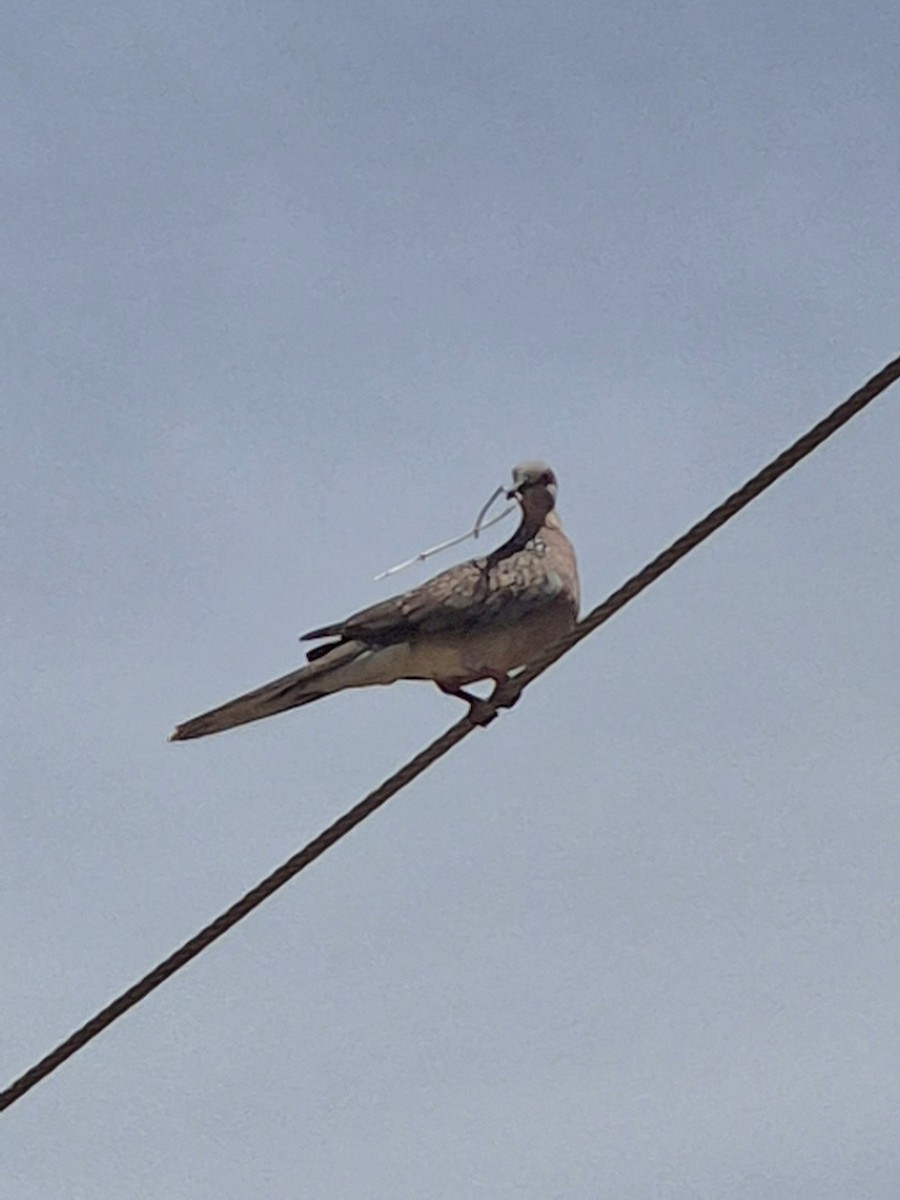 Spotted Dove - ML638530545