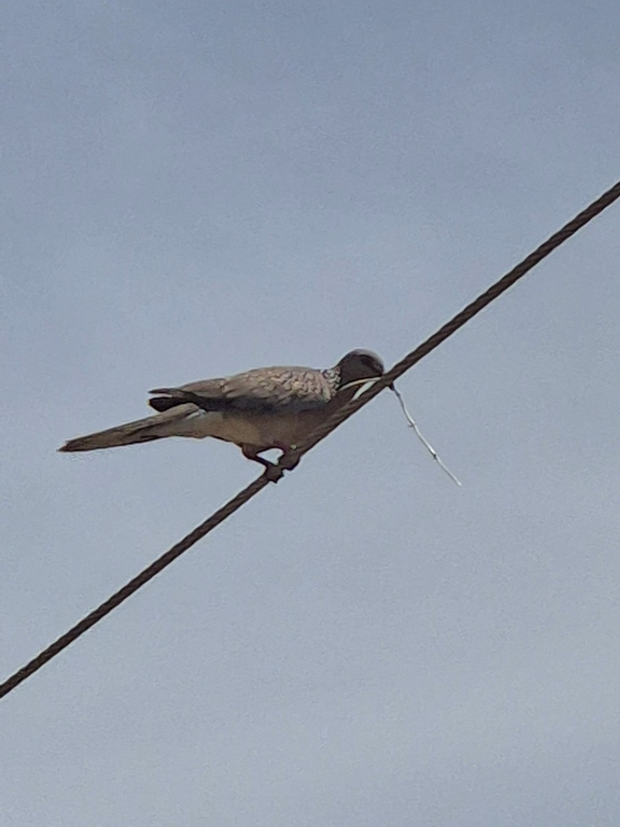 Spotted Dove - ML638530547