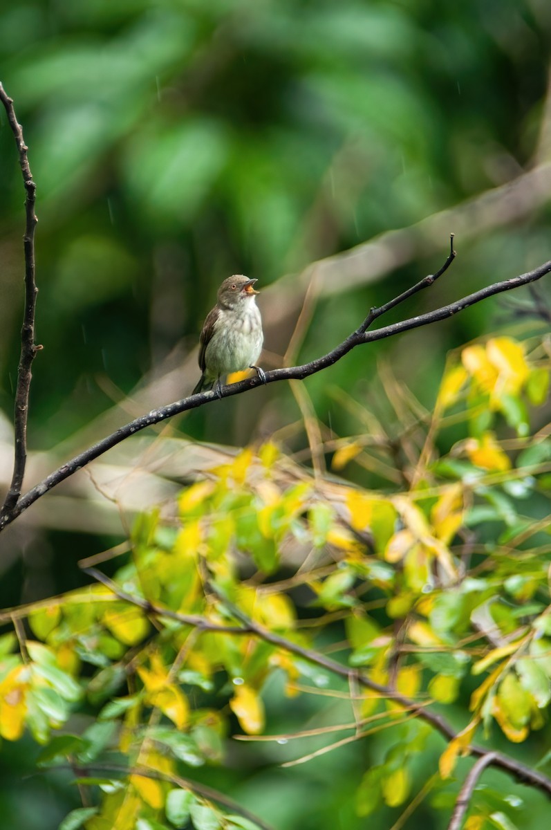 Thick-billed Flowerpecker - ML638530555