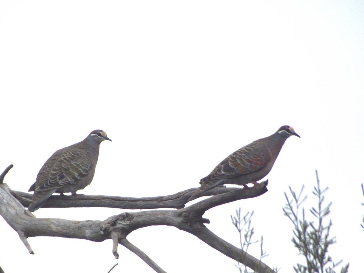 Common Bronzewing - ML638530580