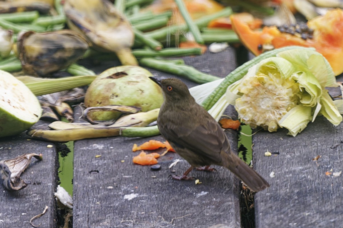 Red-eyed Bulbul - ML638530583