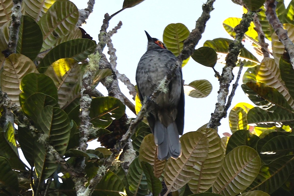 Smoky Honeyeater - ML638530634
