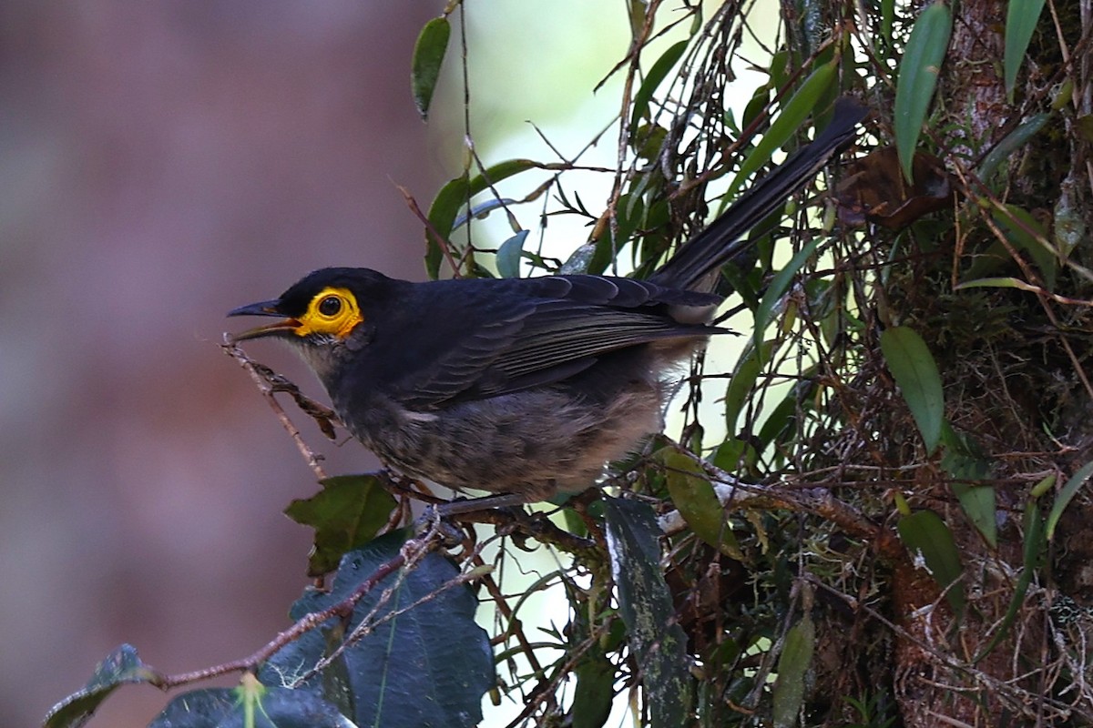 Smoky Honeyeater - ML638530635