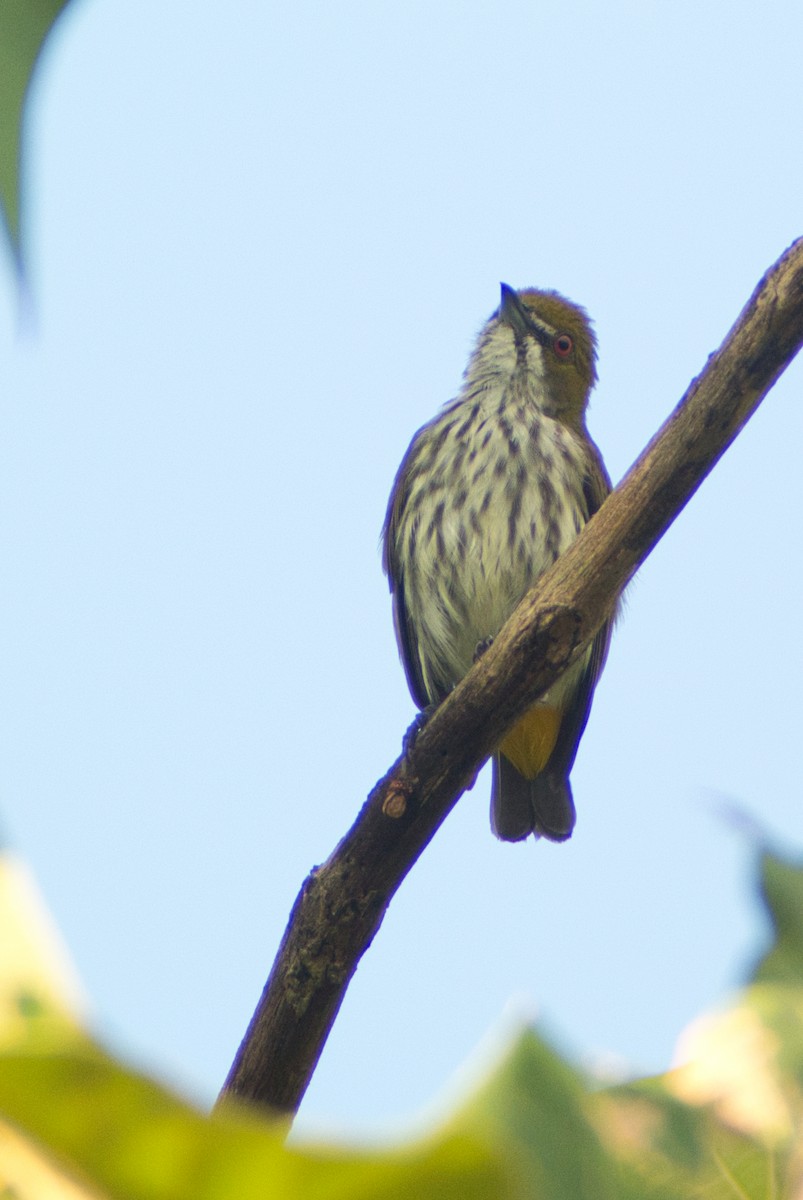 Yellow-vented Flowerpecker - ML638530637