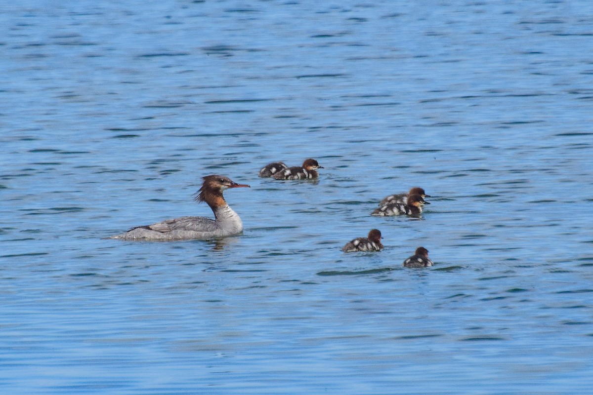 Common Merganser - ML638530657
