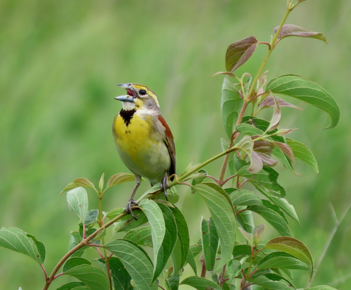 Dickcissel - ML638530658