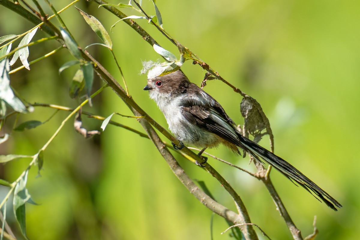 Long-tailed Tit - ML638530689
