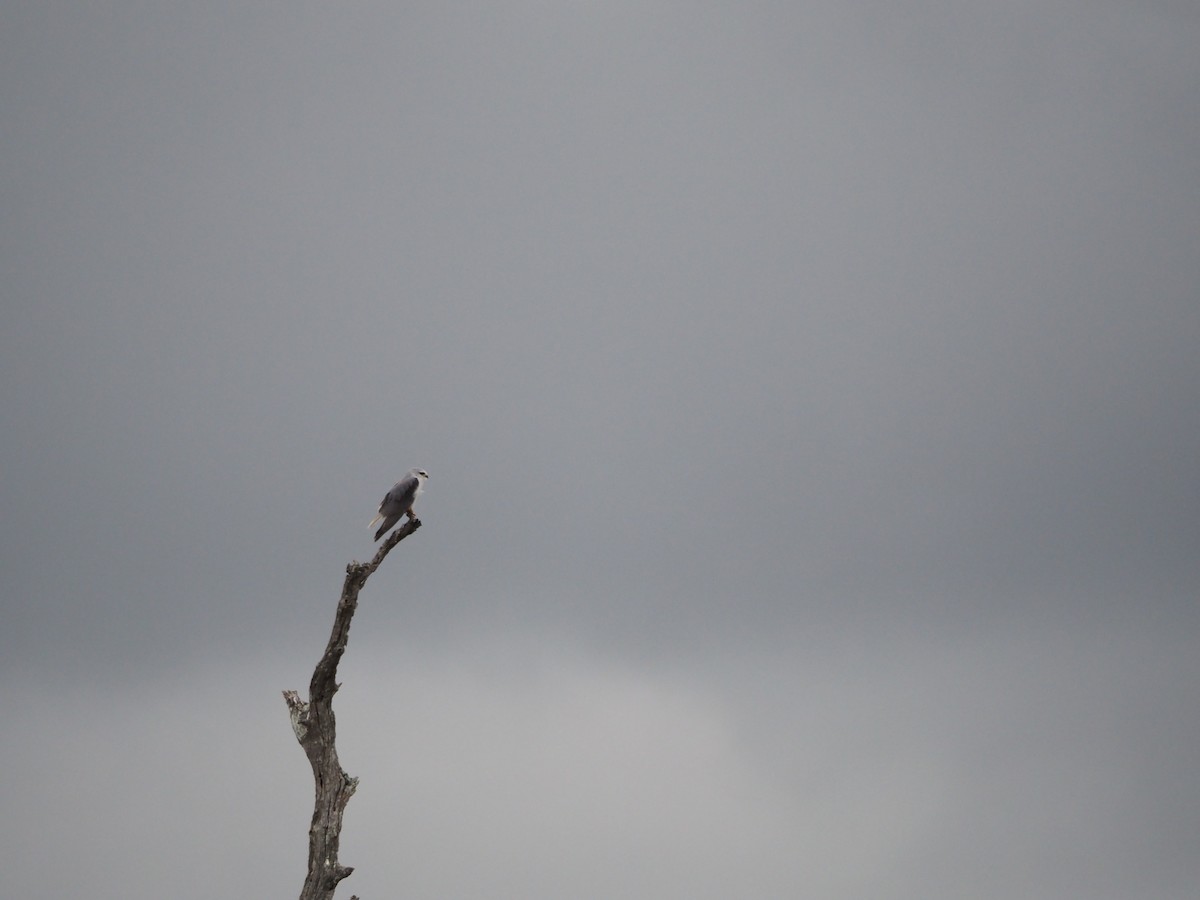 Black-winged Kite (African) - ML638530706