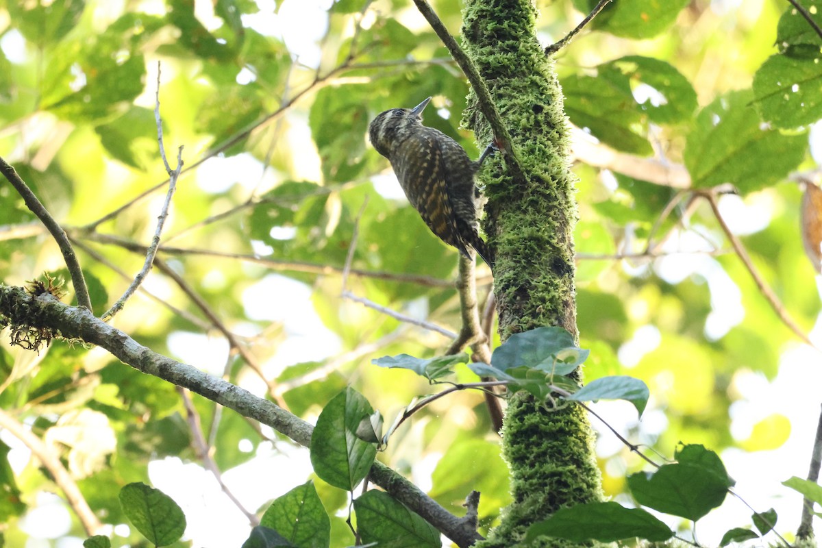 White-spotted Woodpecker - ML638530722