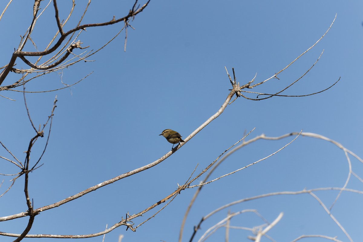 Hume's Warbler - ML638530723