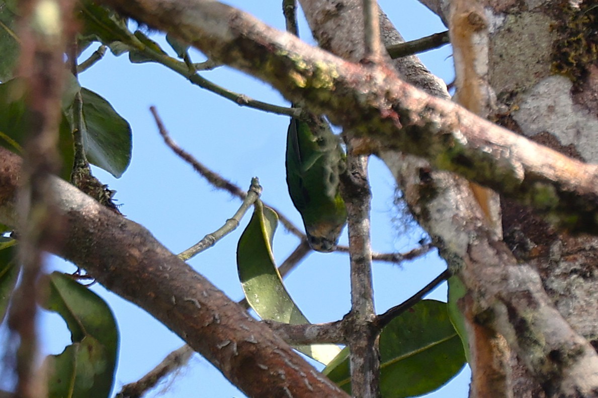アカガシラケラインコ - ML638530725