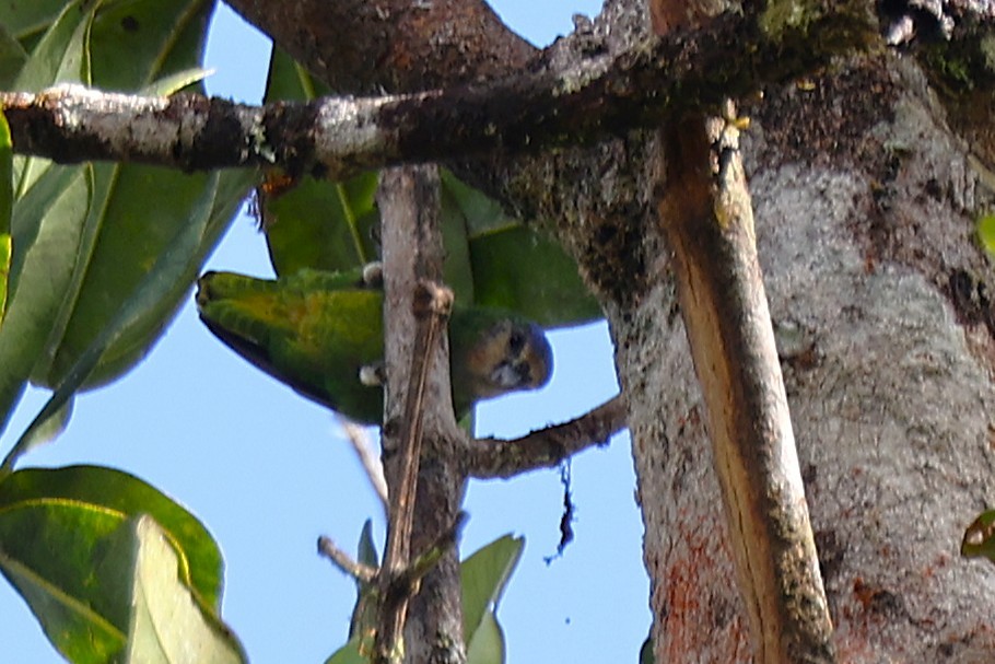 アカガシラケラインコ - ML638530727