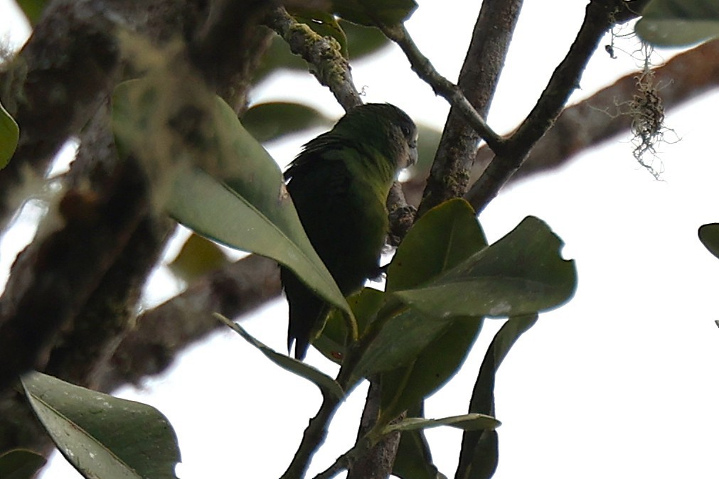 アカガシラケラインコ - ML638530729