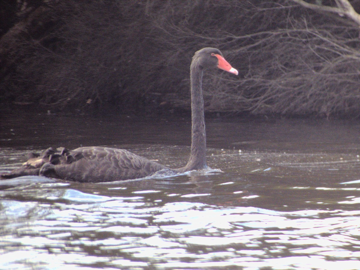 Black Swan - ML638530737