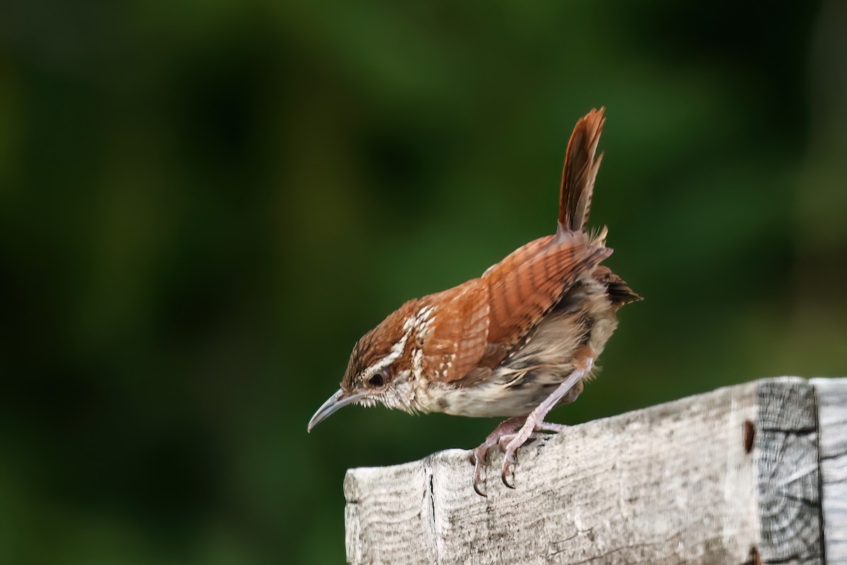 Carolina Wren - ML638530753