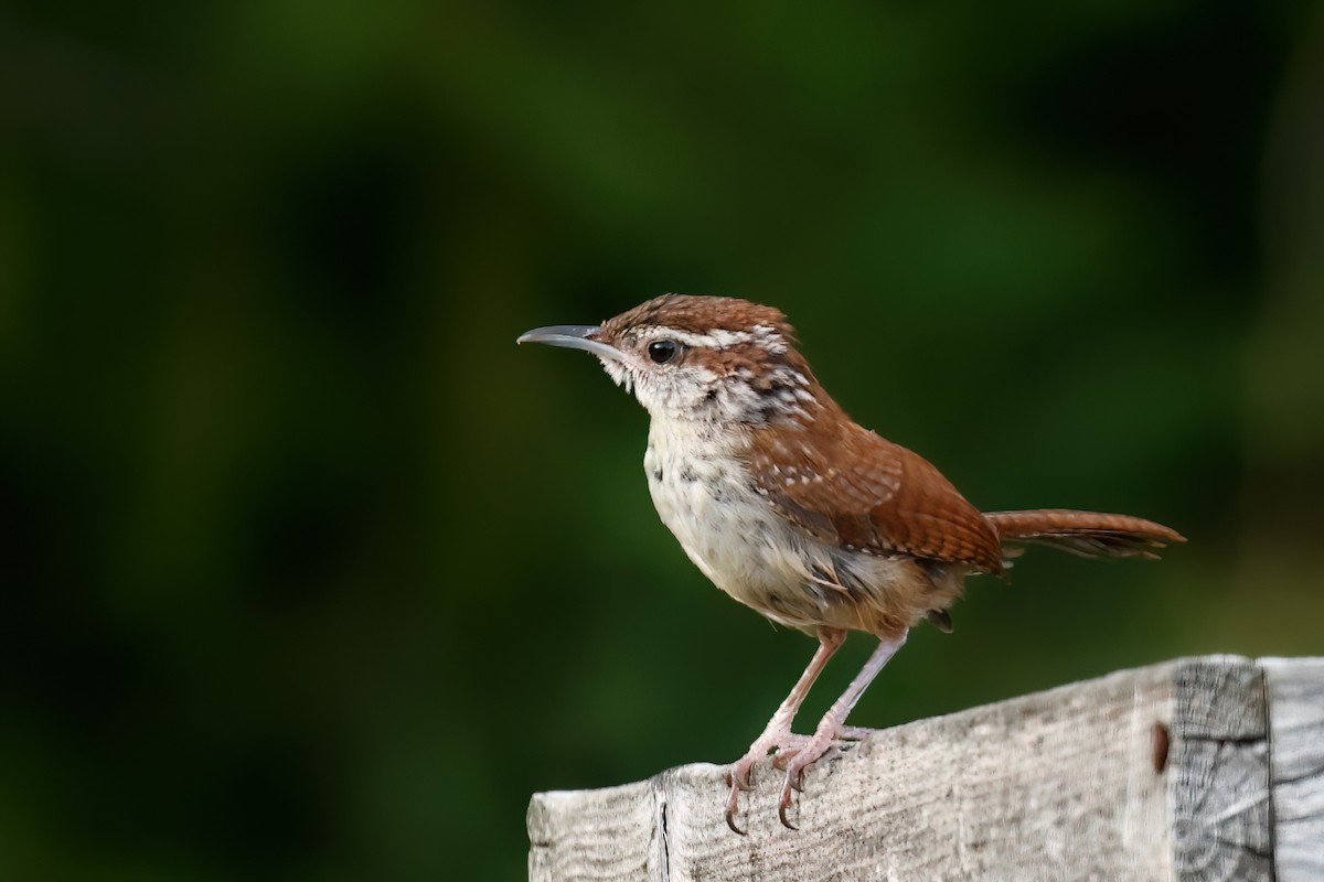 Carolina Wren - ML638530756