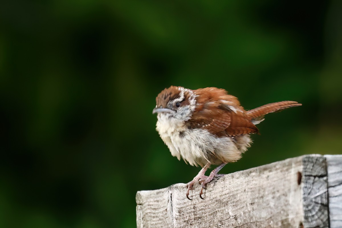 Carolina Wren - ML638530757