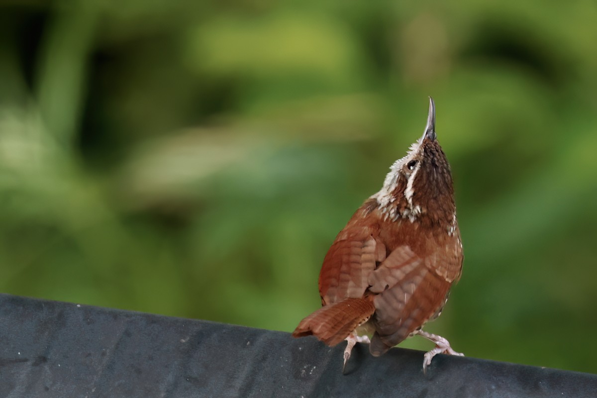 Carolina Wren - ML638530760