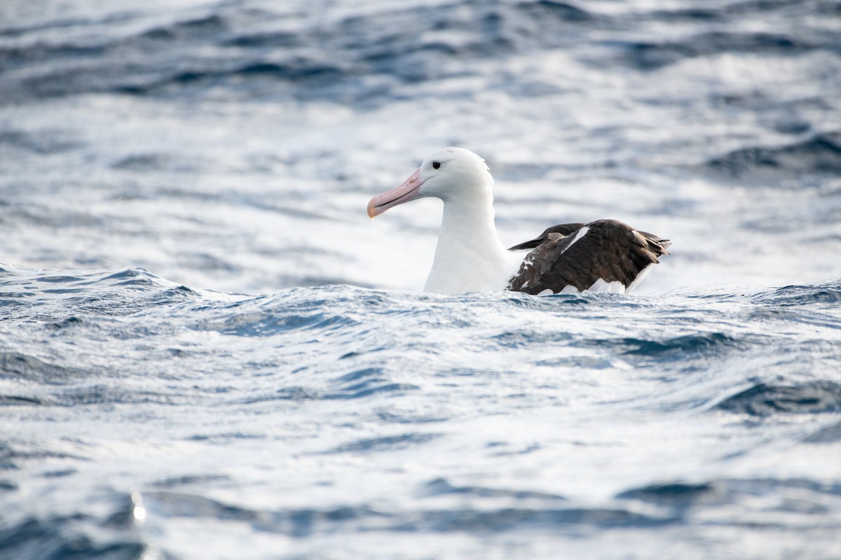 Northern Royal Albatross - ML638530784