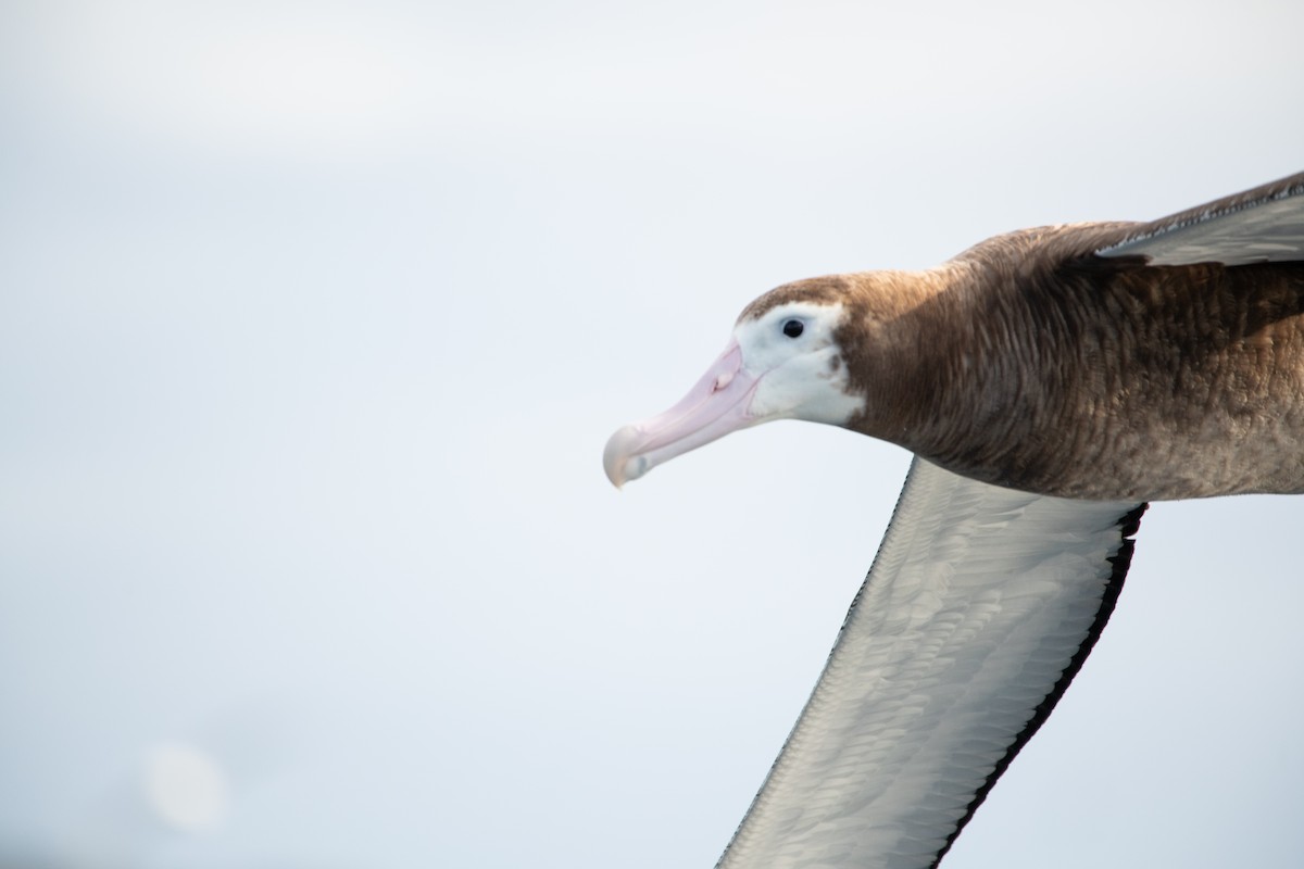 Snowy Albatross - ML638530789