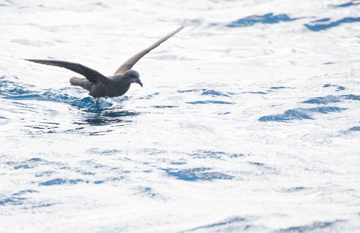 Great-winged Petrel - ML638530809