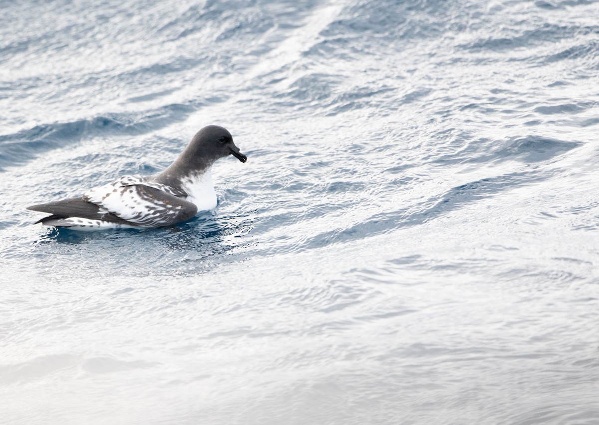 Pintado Petrel - ML638530816