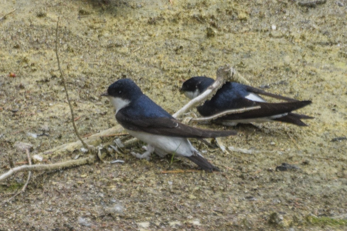 Siberian House-Martin - ML638530832